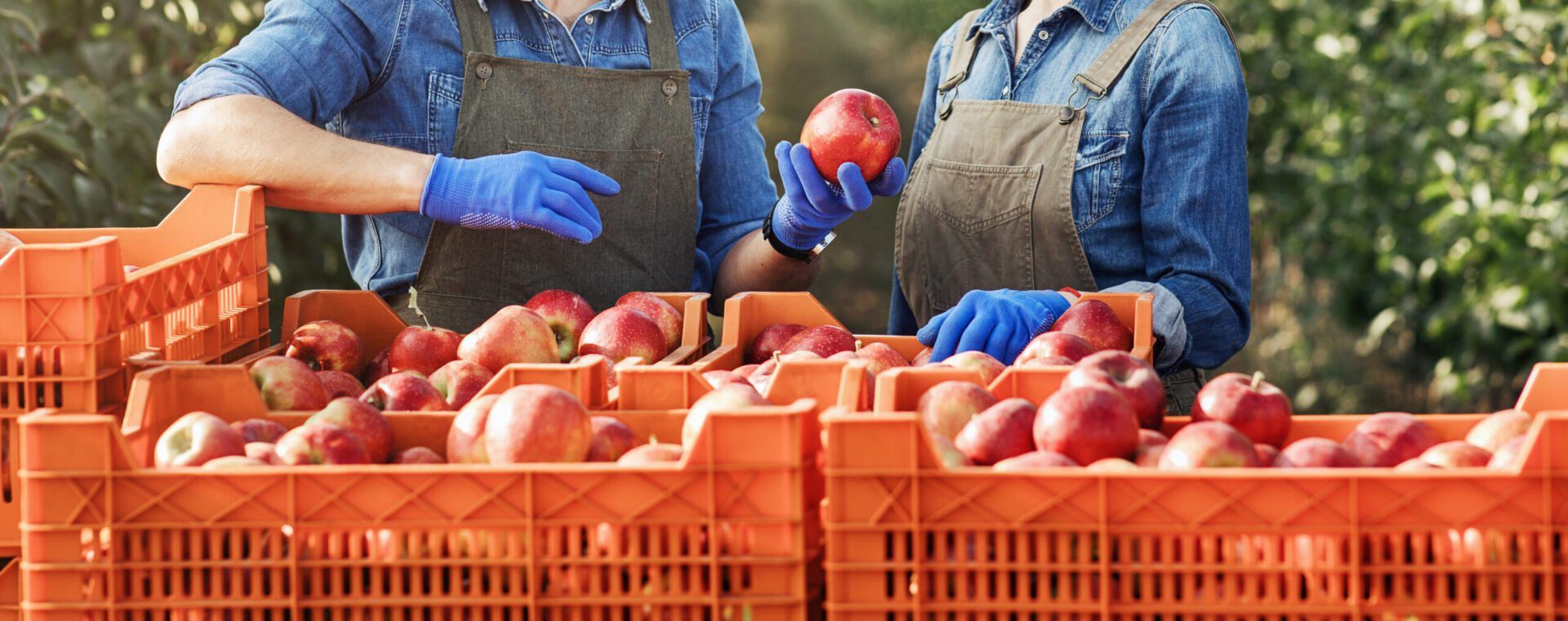 Cajas de manzanas